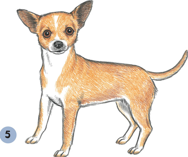 fun fact According to the American Kennel Club AKC the Chihuahua is the - photo 20