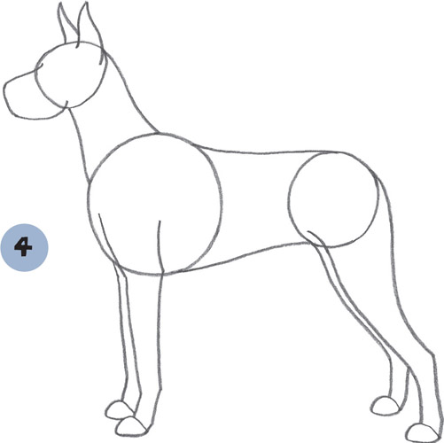 How to Draw Dogs Puppies Step-by-step instructions for 25 different dog breeds - photo 24