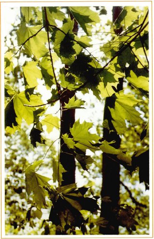 Freddie loved being a leaf He loved his branch his light leafy friends his - photo 6