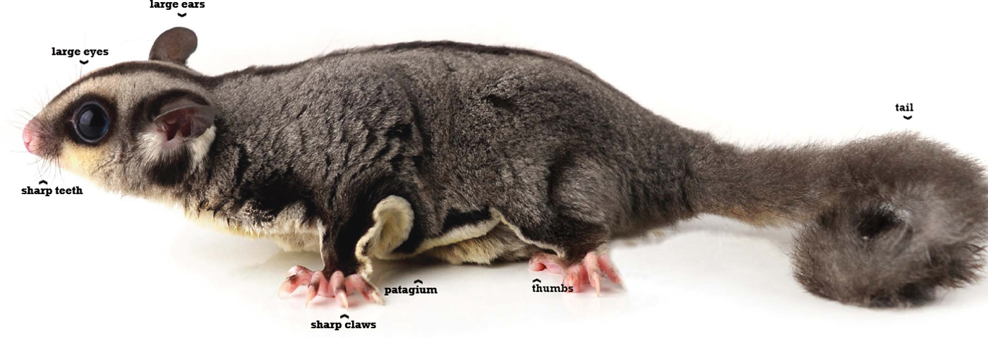 The sugar glider has many characteristics that help it survive in the wild - photo 8