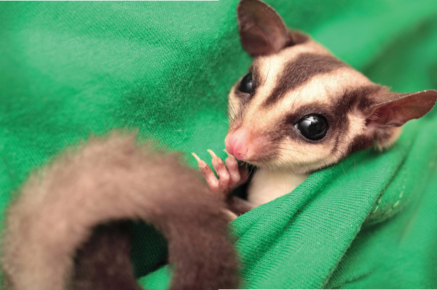 FUN FACT In the wild sugar gliders live from four to seven years But as - photo 9