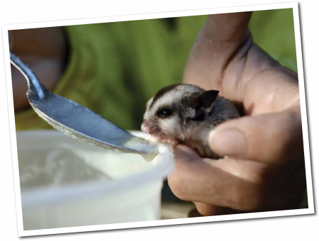 FUN FACT Sugar gliders were first brought to the United States as pets in - photo 12