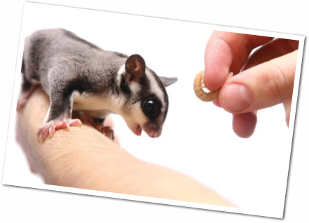 FUN FACT Sugar gliders were first brought to the United States as pets in - photo 11