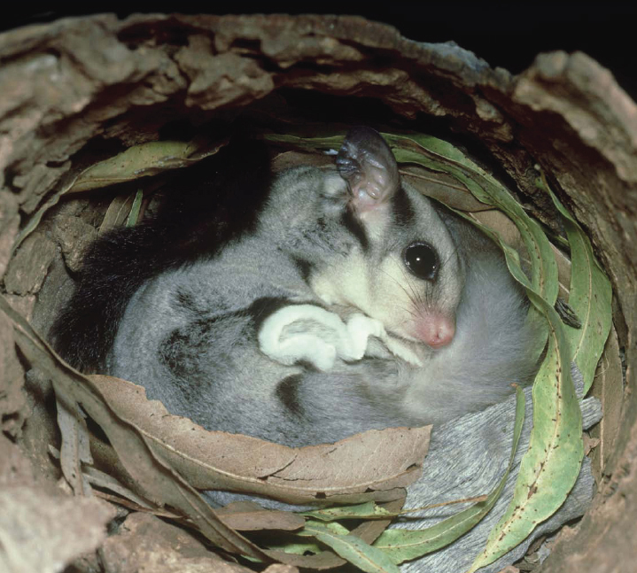 In the wild sugar gliders live in trees They rarely if ever touch the - photo 5