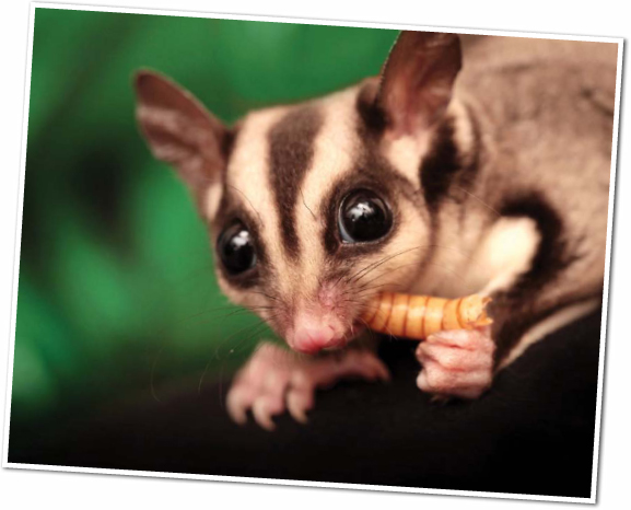 A glider joey is born as tiny as a cooked grain of rice Sugar Gliders Head - photo 6