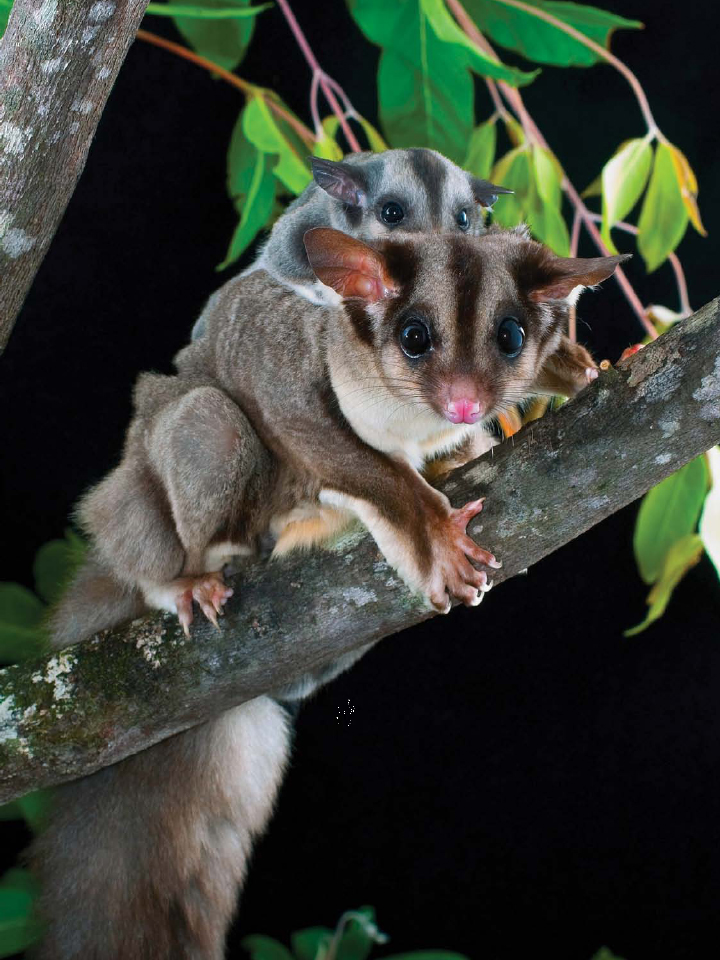 A glider joey is born as tiny as a cooked grain of rice Sugar Gliders Head - photo 7