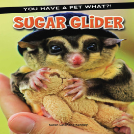 Karen Kenney Sugar Glider