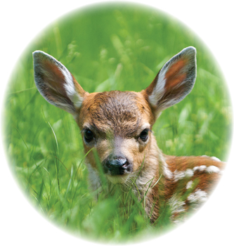 This is Pippin She is a fawna baby deer Pippin waited alone in a field for - photo 6