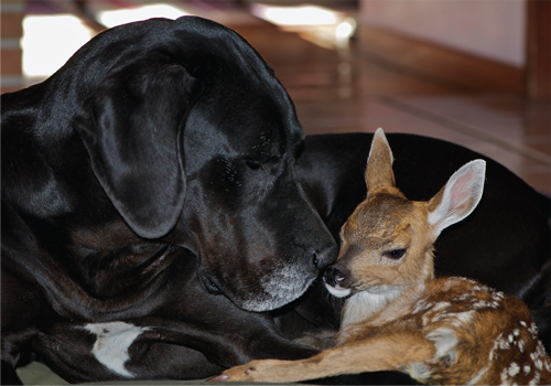 Kate was sleeping in her dog bed She woke up and saw a fawn next to her - photo 8