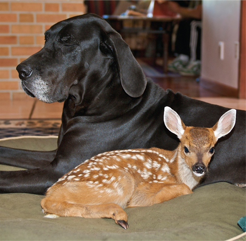 Kates owner Isobel had found Pippin and brought her home Kate nuzzled little - photo 9