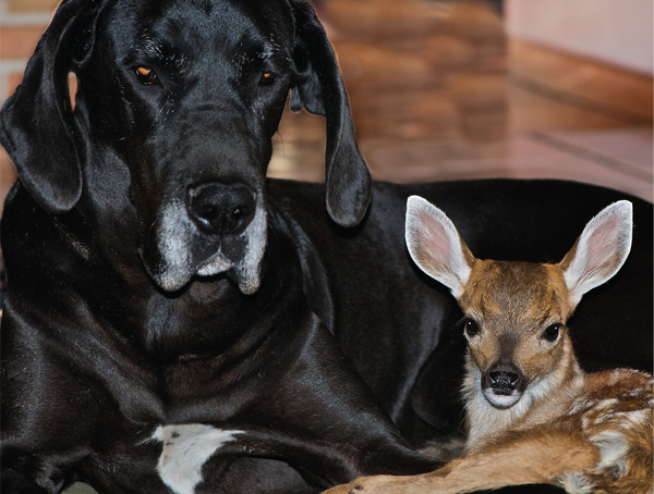 Kate had never had her own puppies but she was a gentle dog Isobel knew that - photo 11