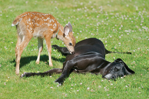 One day Pippin ran off Isobel called for her Kate waited for her to come - photo 18