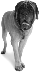 Image Credit Shutterstock The worlds heaviest and longest dog was an Old - photo 12