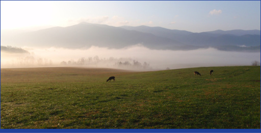 Deer grazing in Cades Cove as fog rises like smoke from the mountains The - photo 1