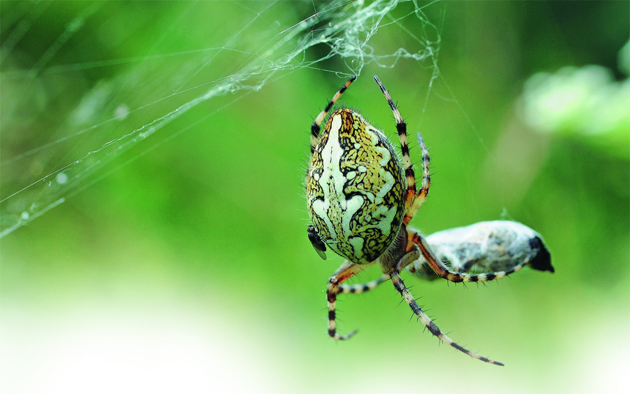 OAK SPIDER This spider Aculepeira ceropegia is named after the - photo 4