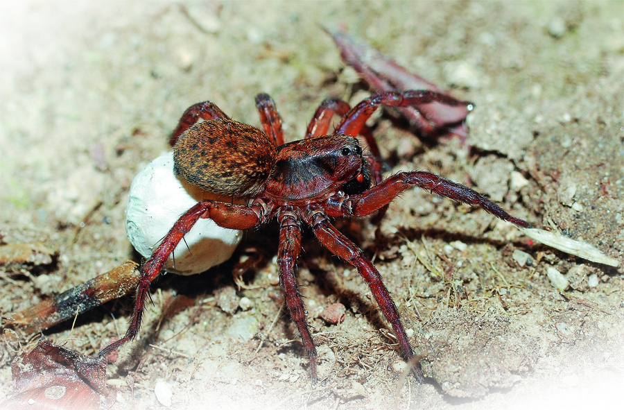 WOLF SPIDERS Female spiders from the Wolf Spider family Lycosidae are very - photo 7