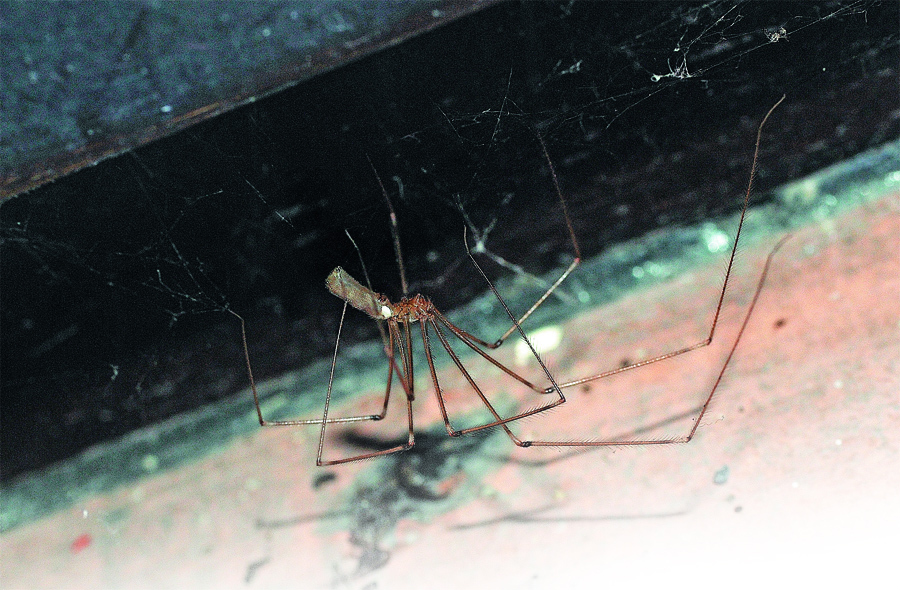 CELLAR SPIDER The Cellar Spider Pholcus phalangioides is a true - photo 10