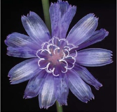 Chicory photo by Richard Pearce THE QUEST FOR THE PERFECT BEAD by Tama - photo 5