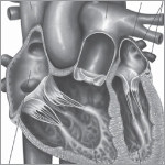 The Cardiovascular System - photo 2