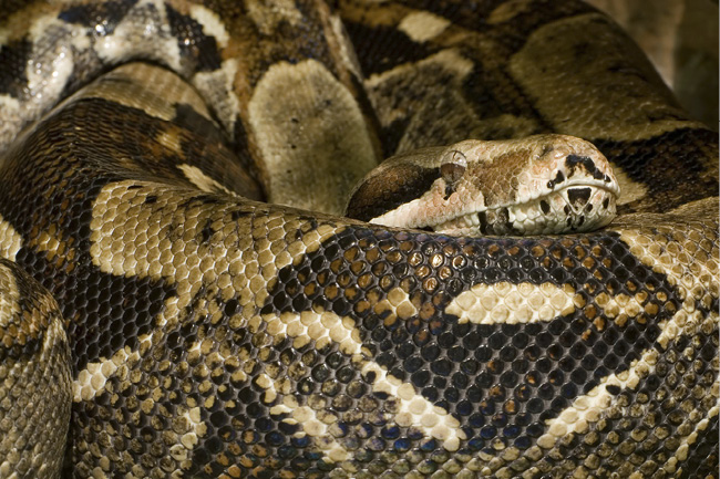 A Boa Constrictor Species A species of sea-dwelling serpent called the - photo 3