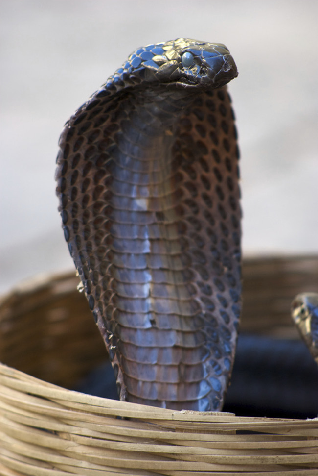 An Indian Cobra General Facts Snakes have a number of predators including - photo 2