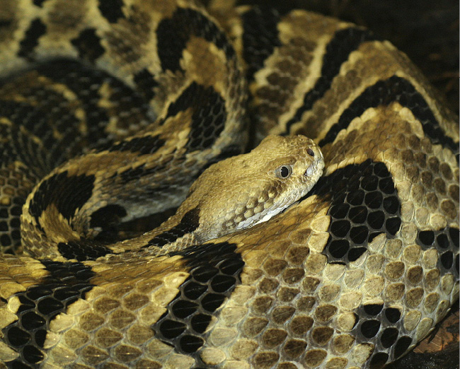 A Timber Rattlesnake Biology Snakes are cold-blooded which means you will - photo 1