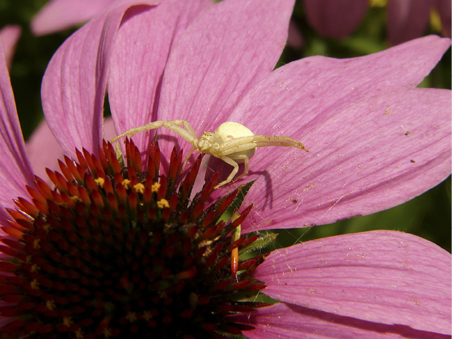 A Crab Spider General Facts Most spiders have eight eyes however the number - photo 1