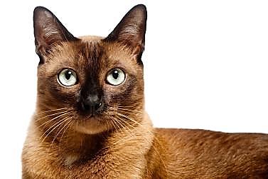 The Pet Owners Guide to Burmese Cats and Kittens IncludingBuying Daily - photo 1