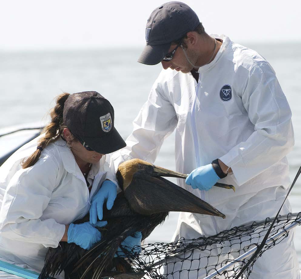 United States Fish and Wildlife Service biologists catch a pelican for cleaning - photo 2