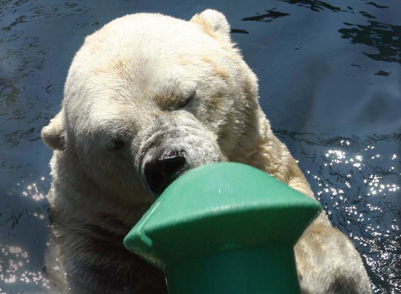 WHEN CAPTIVE POLAR BEAR Gus began exhibiting obsessive-compulsive behaviors - photo 2