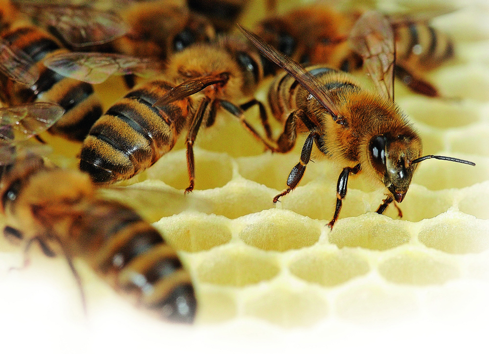 WORKER BEES Here we see the bees on a recently constructed honeycomb - photo 1