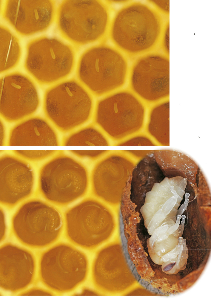 LARVAL DEVELOPMENT The photos show the eggs and young larvae in the bee cells - photo 4