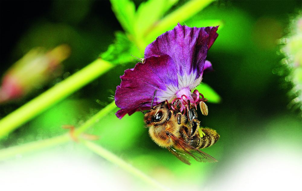 POLLINATION Bees are important pollinators of flowering plants Large - photo 8