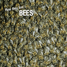 David Withrington - How they live... Bees: Learn All There Is to Know About These Animals!