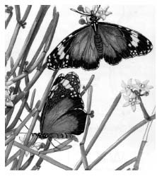 The Lesser Wanderer Butterfly - indigenous to the Pilbara From a painting by - photo 5