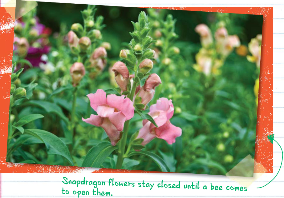 Here is what I learn about how snapdragons grow After the seed germinates the - photo 9