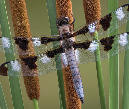 Image Credit Shuttertockcom Image Credit Shuttertockcom A dragonfly - photo 4