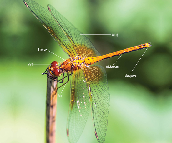 Image Credit Shuttertockcom Image Credit Shuttertockcom Dragonflies - photo 6