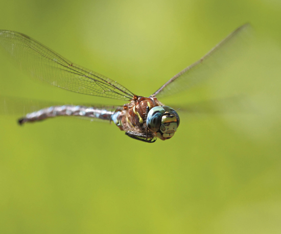 Image Credit Shuttertockcom Image Credit Shuttertockcom A dragonfly - photo 8