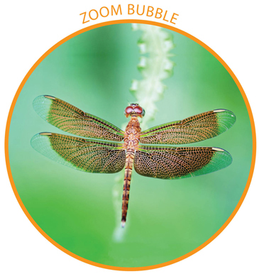 Image Credit Shuttertockcom Dragonflies have two sets of wings They can fly - photo 7