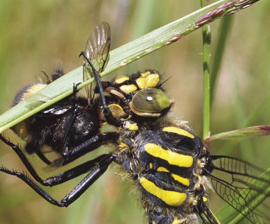 Image Credit Richard BeckerFLPAMinden Pictures This dragonfly has just - photo 12