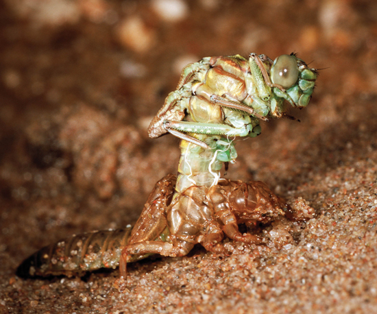 Image Credit Rene KrekelsFoto NaturaMinden Pictures This nymph is shedding - photo 20