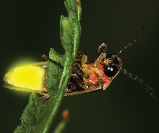 Image Credit Dwight Kuhn Image Credit Shutterstockcom A firefly is - photo 4