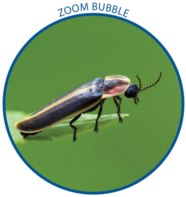 Image Credit David Cappaert Michigan State University Bugwoodorg A firefly - photo 9