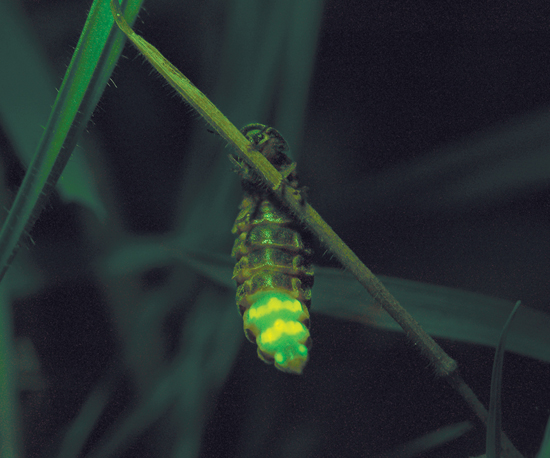 Image Credit Stephen DaltonMinden Pictures This female firefly is flashing - photo 14