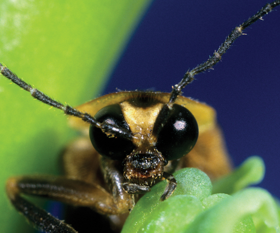 Image Credit Dwight Kuhn Image Credit Dwight Kuhn Most adult fireflies - photo 16