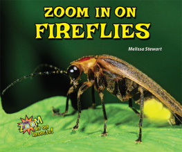 Melissa Stewart - Zoom in on Fireflies