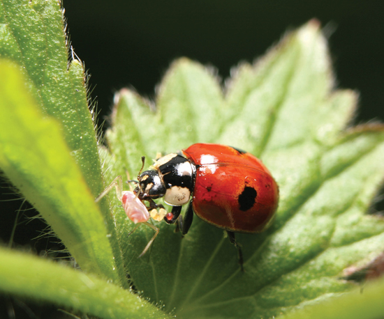 Image Credit Shutterstockcom Image Credit Stephen DaltonScience - photo 12