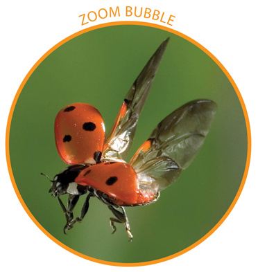 Image Credit Stephen DaltonScience Source A ladybug has two sets of wings - photo 13