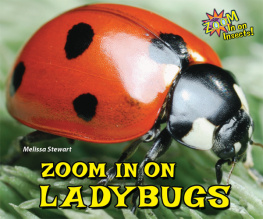 Melissa Stewart - Zoom in on Ladybugs